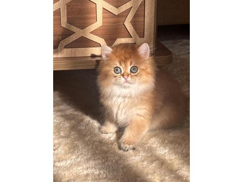 Safkan British Longhair Ny11 Erkek