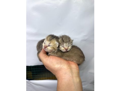 24 Şubat Doğumlu Silver - Golden - Lilac Dişi Kediler
