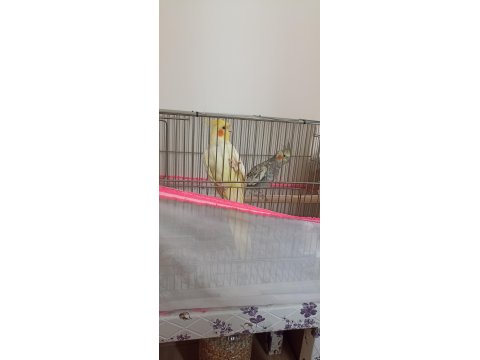 2 Yaşında Çift Sultan Papağanı