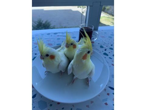 Ele Alışkın Yavru Sultan Papağanı