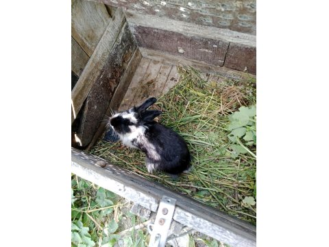 İstanbul Tavşan Üreticisi