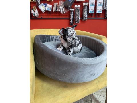 50 Günlük Merle French Bulldog