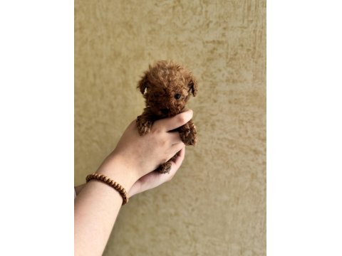 Evde Doğmuş Anne Ve Babası İle Büyüyen Sağlıklı Poodle Yavrular