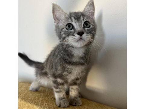 Rus-İran Kırması Yavru Kediler