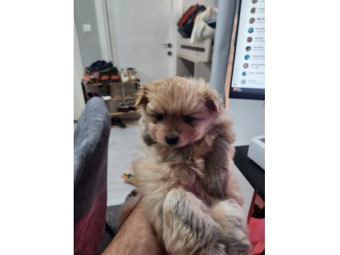 Rezerveye Açık 2 Dişi Köpeğimiz