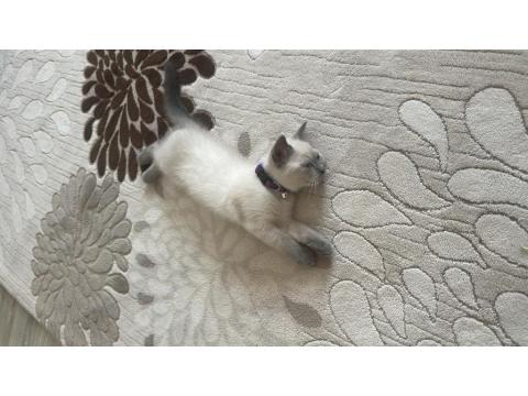 British Shorthair Blue Point