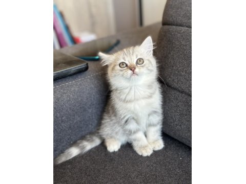 British Bebekler Yeni Yuvalarını Arıyorlar