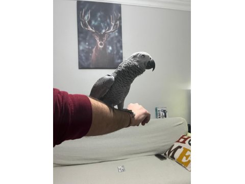 Full Evcil Çok Sağlıklı Muazzam Tüy Yapılı Jako Papağanı