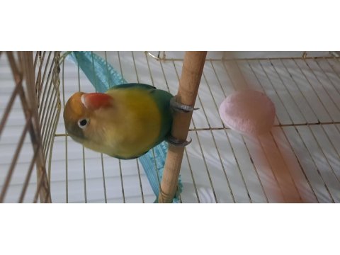 Aile Evinden Yavru Cennet Papağanı