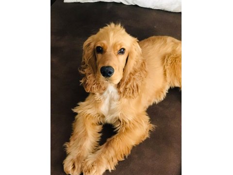 Kraliyet Ailesinden Safkan İngiliz Cocker