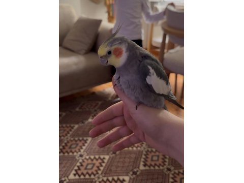 Erkek Sultan Papağanı 12 Aylık