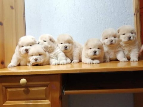 Chow Chow Yavruları İçin Ulaşın