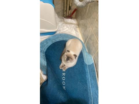 1 Yaşında Olan Scottish Blue Point Kedimiz Sahiplendirilecektir