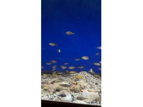 Üreticiden Cichlid Balıklar