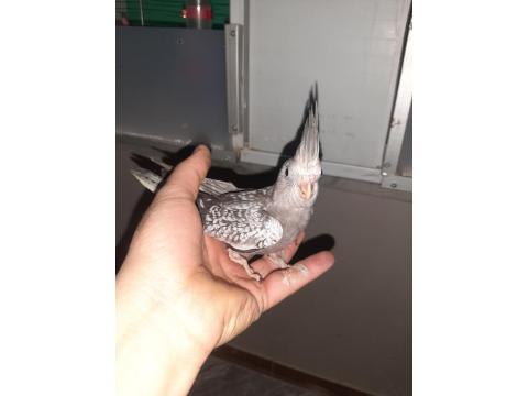 Sultan Papağan Yavrusu 45 Günlük