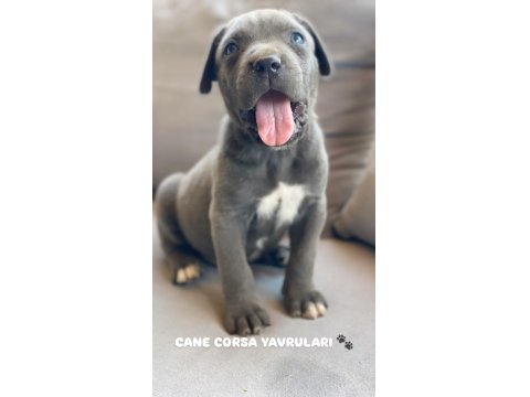 A Kalite Cane Corso Yavruları
