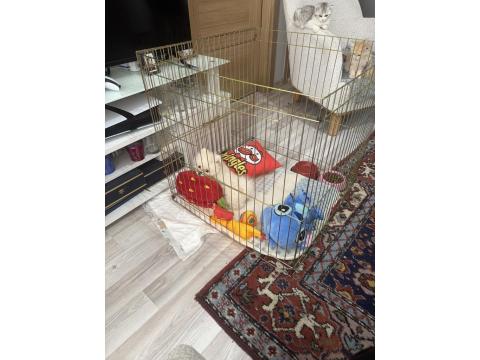 Uslu Zeki Oyuncu Ayıcık Surat Pomeranian Boo