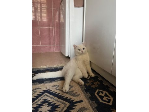 Kedimi Sahiplendirmek İstiyorum