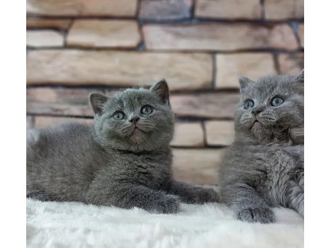 British Shorthair Kedisi Yavruları