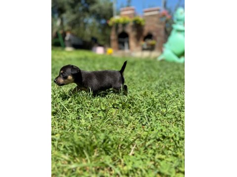 2 Tane Minyatür Pinscher 0 Numara