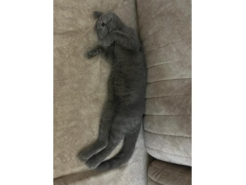 Tüm Eşyaları İle 5 Aylık Erkek British Shorthair