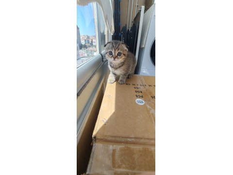 Scottish Fold Kedimiz