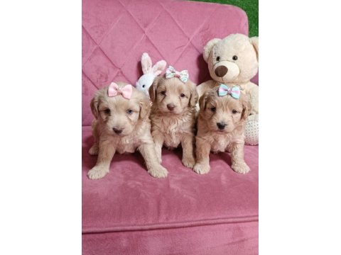 Süper Maltipoo Yavrular