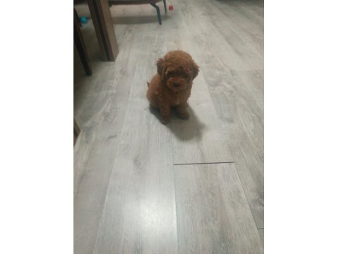 Erkek Poodle 2 Aylık