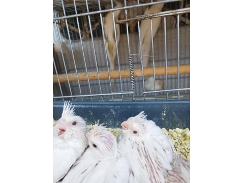 Anne Heavy Baba Albino Sultan Papağanı