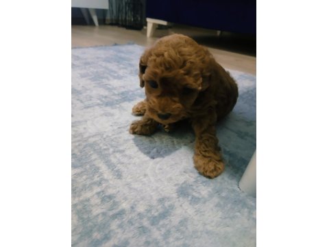 54 Günlük Toy Poodle Yavrularım Son 1 Dişi Kaldı