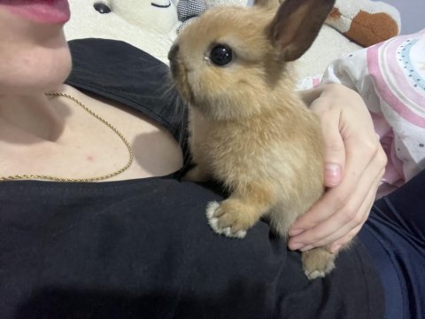 Cüce Tavşan
