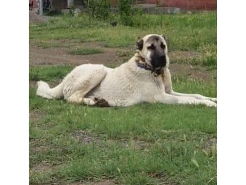 Orjinal Kangal Yavruları Sivastan