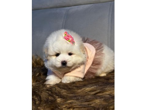 Pamuk Şeker Maltipoo Köpeği