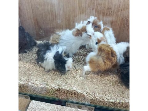 Guinea Pigler Veteriner Teknikerinden