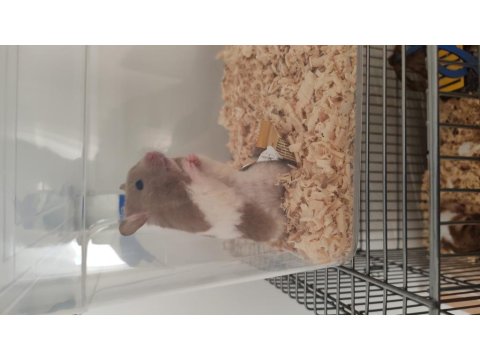 Yavru Altın Hamsterlar
