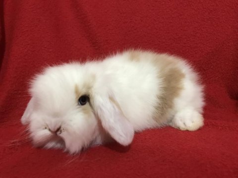 Safkan Lop Tavşanlar