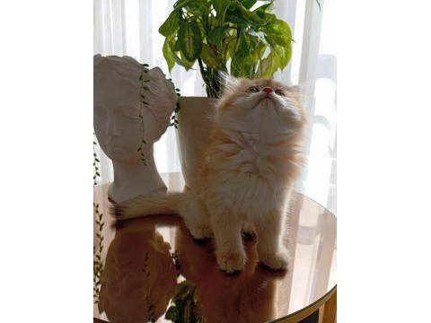Şecereli Dişi British Longhair Yavrular