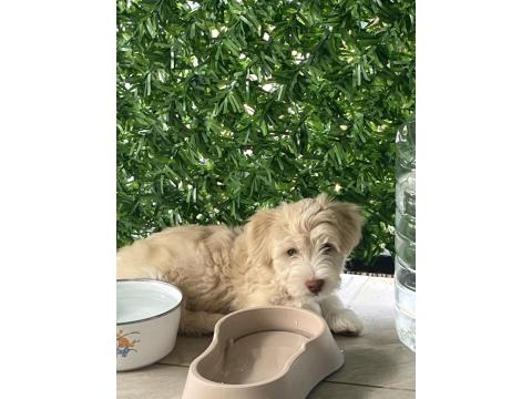 Maltipo Kırması 3 Aylık Erkek Köpek