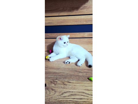 Kaliteli Şampiyon Aile Erkek Yavru British Shorthair
