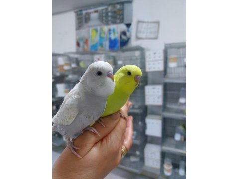 Alıştırmalık Ve Konuşturmalık Muhabbet Kuşu Yavrular