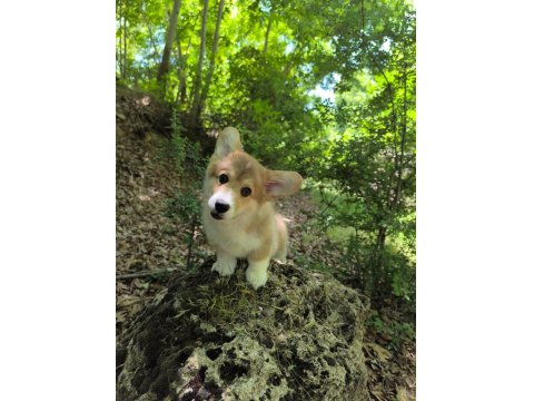 Wels Corgi Pembroke