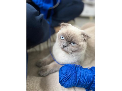 Dişi Kedimiz Yeni Yuvasını Arıyor