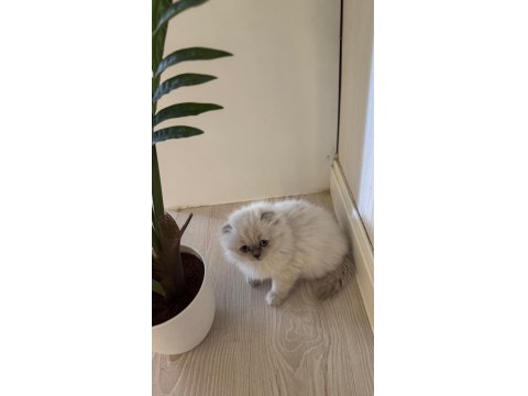 2 Aylık Hazır Yavru Kedilerimiz