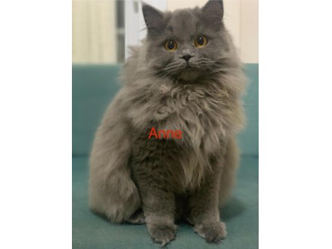 2 Aylık British Blue Point Erkek Yavrumuz