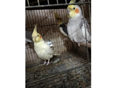 Her Tür Sultan Papağanı Vardır