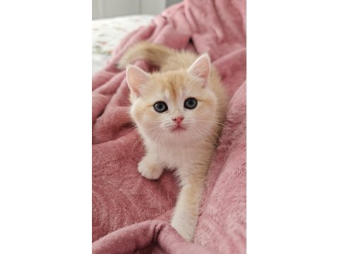 Golden British Shorthair