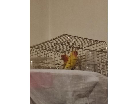 Kafesiyle Birlikte Çift Cennet Papağanı