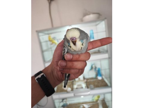 Mutasyon Vasıflı Show Jumbo Yavrular