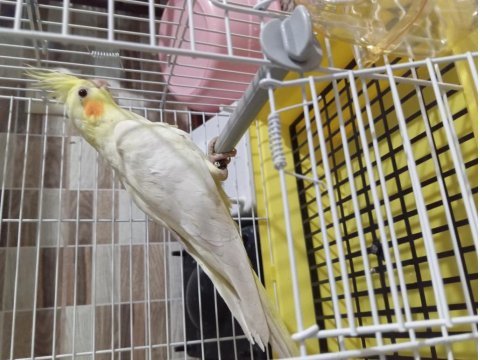 Sultan Papağanı Yavruları Yeni Yeme Düştüler