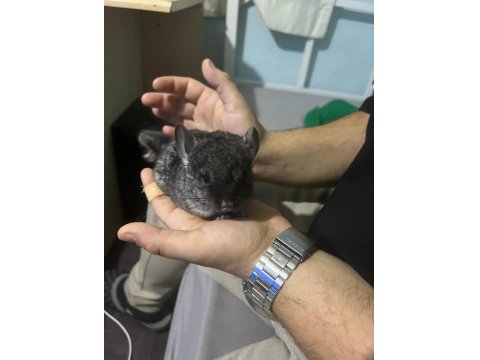 Prehistoricpets Güvencesi İle Velvet Mutasyon Chinchilla